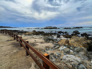 Bird Rock