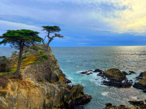 The Lone Cypress