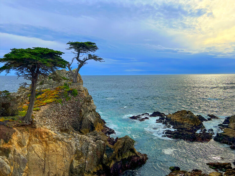 The Lone Cypress