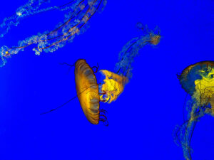 Monterey Bay Aquarium