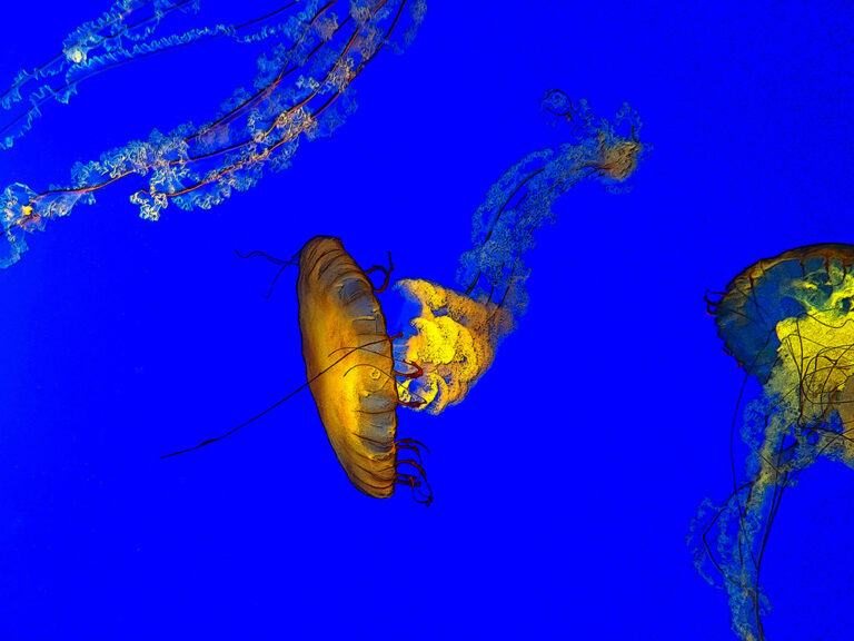 Monterey Bay Aquarium