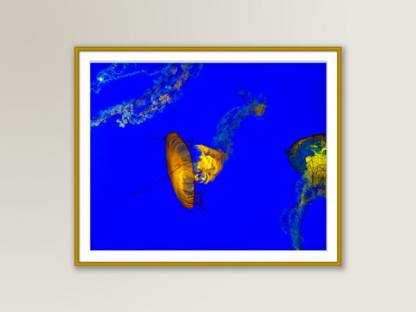 Jellies – Fine Art Print, Giclée, Unframed, 8×6 in or 12×9 in