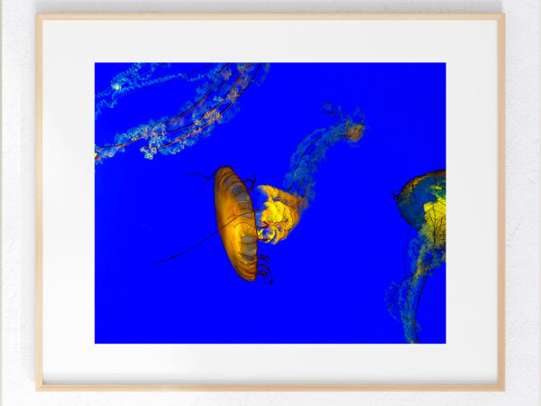 Jellies – Fine Art Print, Giclée, Unframed, 8×6 in or 12×9 in