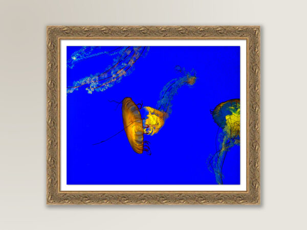 Jellies – Fine Art Print, Giclée, Unframed, 8×6 in or 12×9 in